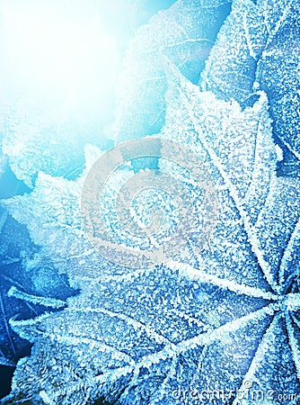 Frozen leaf texture Stock Photo