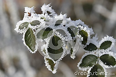 Frozen leaf Stock Photo