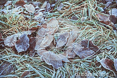 Frozen leafs Stock Photo
