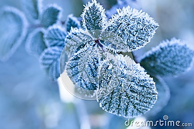 Frozen leafs, close up Stock Photo