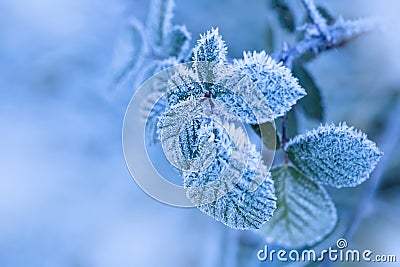 Frozen leafs, closeup Stock Photo
