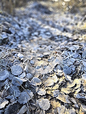 Frozen leafs in the village Stock Photo