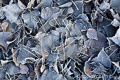 Frozen leaves Stock Photo