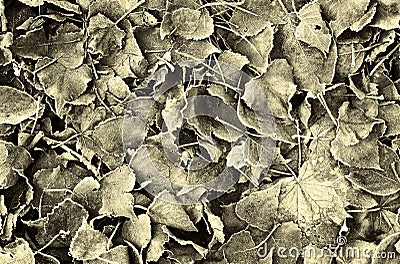 Frozen leaves Stock Photo