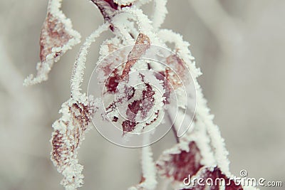 Frozen leaves Stock Photo