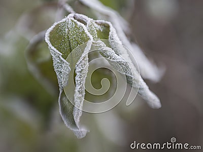 Frozen leaves Stock Photo