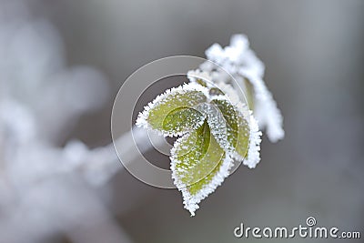 Frozen leaves Stock Photo