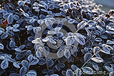 Frozen leaves Stock Photo