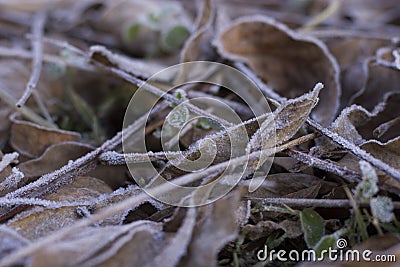 Frozen Leaves Stock Photo