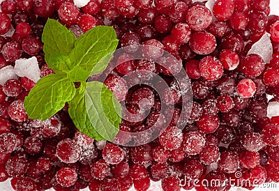 Frozen Lingonberry, Iced Cowberry, Snow Cranberry, Red Viburnum Berries, Frozen Lingonberry Stock Photo