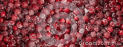 Frozen Lingonberry, Iced Cowberry, Snow Cranberry, Red Viburnum Berries, Frozen Lingonberry Stock Photo