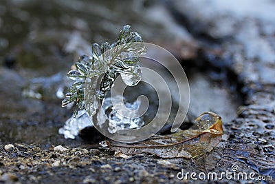 Frozen little plant Stock Photo