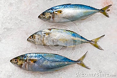 Frozen mackerel on ice cubes used for cooking Stock Photo