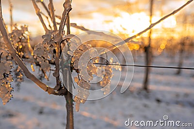 Frozen Majesty: Sunset Embrace for a Icy Grape Stock Photo