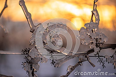 Frozen Majesty: Sunset Embrace for a Icy Grape Stock Photo