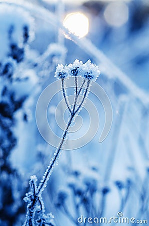 Frozen meadow plant Stock Photo