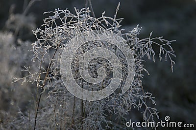 Frozen silver plant Stock Photo