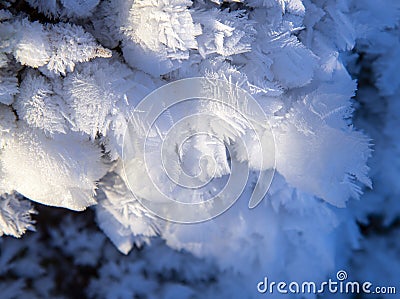 Frozen moisture on the plants turned into bizarre snowflakes Stock Photo