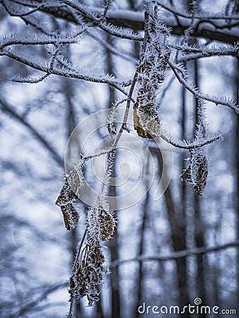 Frozen nature in December Stock Photo