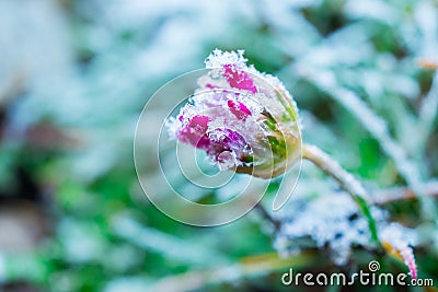 Frozen nature with flowers. Green background. High resolution photo. Stock Photo