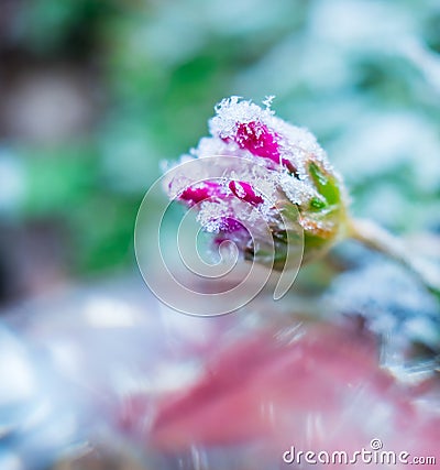 Frozen nature with flowers. Green background. High resolution photo. Stock Photo