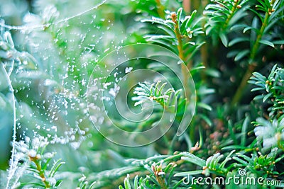 Frozen nature with green pine tree and spider web. Green background. High resolution photo. Stock Photo