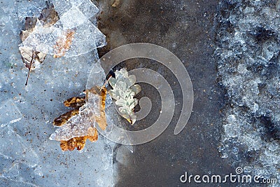 Frozen oak leafs on ice background. Time step of changes in young leaves. Concept of death in old age, aging. Different Stock Photo