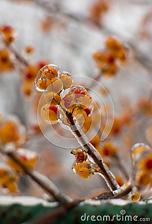 Frozen orange berries Stock Photo