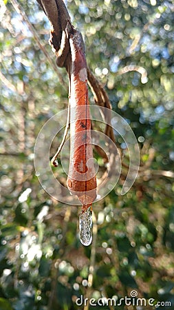 Frozen Orange Leaf Stock Photo