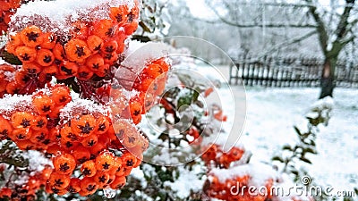 Frozen orange narrowleaf firethorn Pyracantha angustifolia Stock Photo