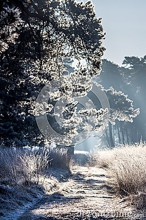 Frozen path lit by the morning sun Stock Photo