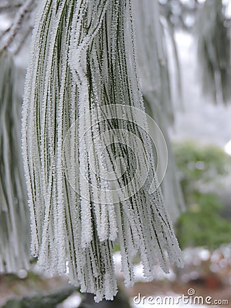 Frozen pine needles with tiny ice crystals in the nature Stock Photo