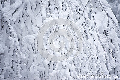 Frozen pine tree Stock Photo