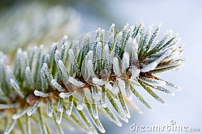 Frozen pine tree branch Stock Photo