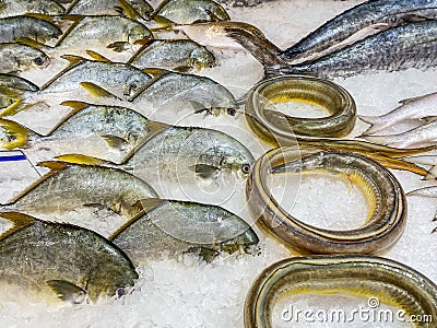 Frozen plaice fish and eel on ice at seafood store Stock Photo