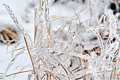 Frozen plants Stock Photo