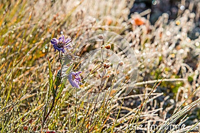 Frozen plants in the morning in the Mount Rainier NP Stock Photo