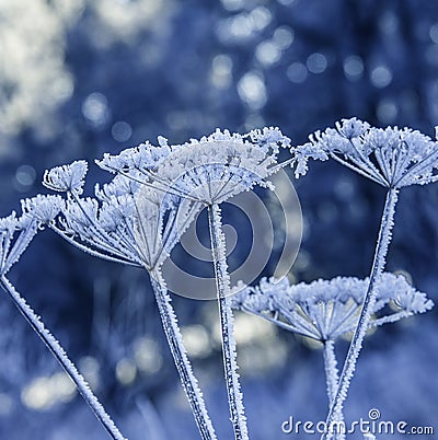 Frozen plants Stock Photo