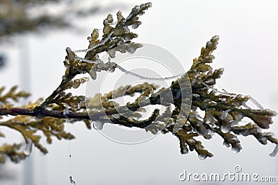 Frozen plants in winter Stock Photo