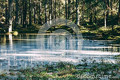 A frozen pond in spring in a green cozy forest Stock Photo