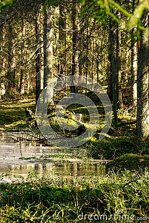 A frozen pond in spring in a green cozy forest Stock Photo