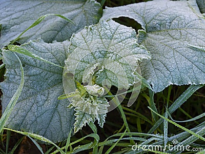 frozen pumpkin plants - macro detail Stock Photo