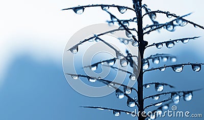 Frozen rain drops on the needles of the pine branch close up. Stock Photo