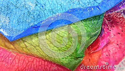 Frozen Rainbow Rose Stock Photo