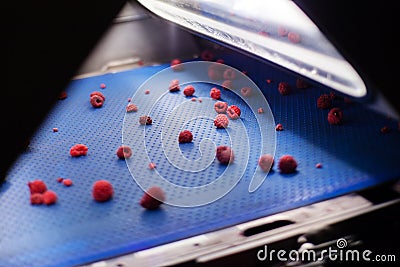 Frozen raspberry processing business Stock Photo