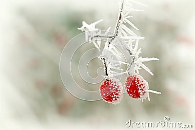 Frozen red berry in winter Stock Photo