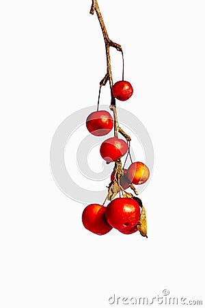 Frozen red crabapples dangle on a dry twig Stock Photo