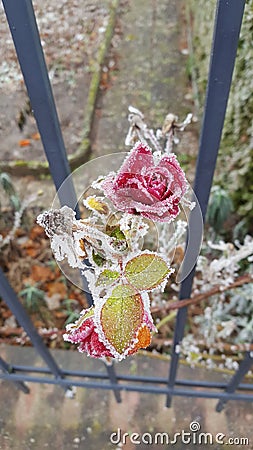 Frozen Red Rose Stock Photo