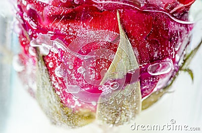 Frozen red rose in white frost Stock Photo