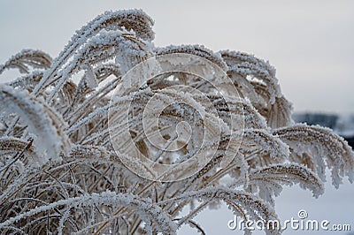 Frozen reed in public park Kumla Sweden Stock Photo